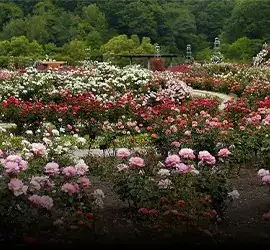 Ooty Tour Package Coonoor Visit