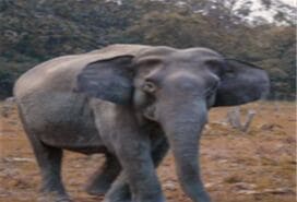 Ξαφνικά πρέπει να αποδείξεις ότι δεν είσαι ελέφαντας