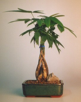 Braided Money Bonsai Tree - 'Good Luck Tree' Medium