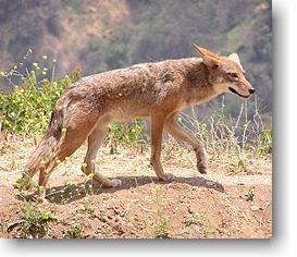 Living with California Coyotes - Native Animal Rescue