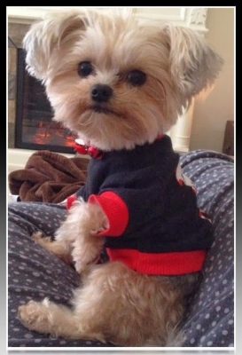 vestimenta para perros