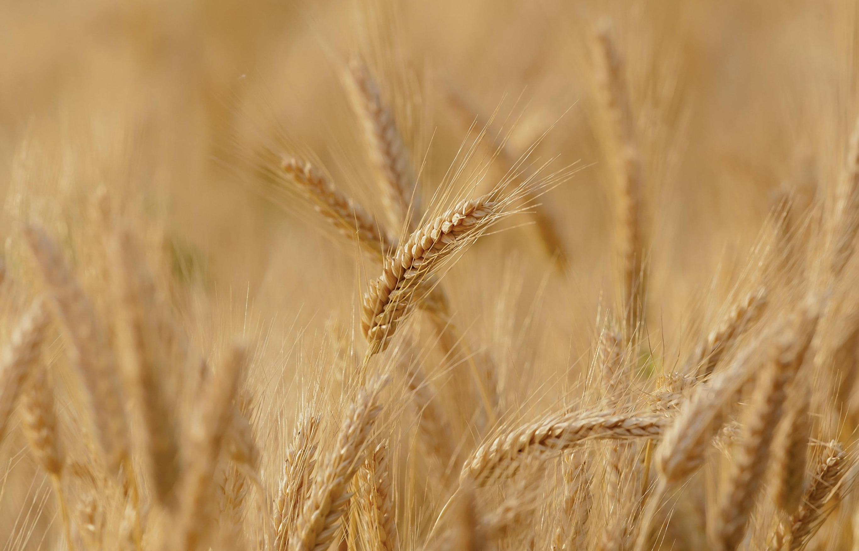 White for harvest