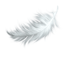 feather1