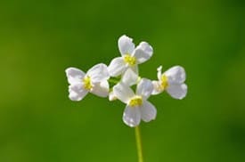 Arabidopsis plant Arabidopsis plant closeup