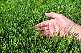 Hand resting on green grass