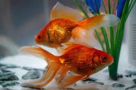 Gold fish Can Live in Bowls