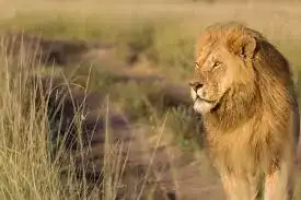 Lion spotted on game drive in Maasai Mara – Kenya Safari Holiday Package experience