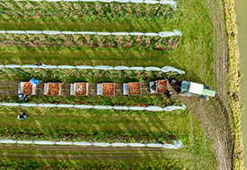 Tractor y campo cultivado, representando el sector de agricultura.