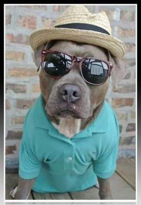 ropa de verano para pitbull