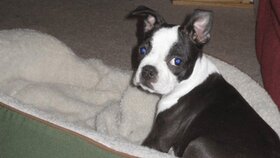 When Do Boston Terriers Ears Stand Up?  What If They Don’t? Boston Terrier Society.