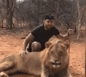 The tough lion