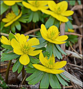 Read more about the article Winter Aconite Adds Cheer to the Winter Garden