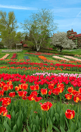 Vibrant Field of Tulips at Our Upstate NY Resort