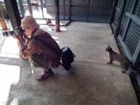 Burmese Cat's Cafe