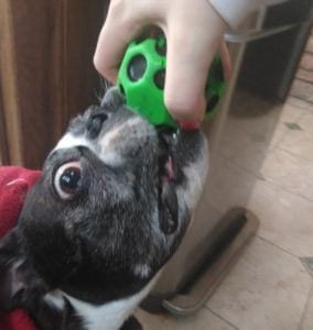 boston terrier playing tug of war and exercising