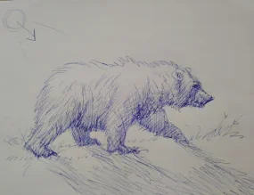 FInal Sketch bear walking - pen on paper