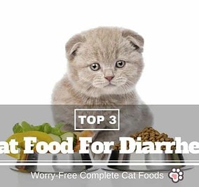 Best Cat Foods For Diarrhea