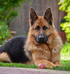 protection for a franchise business