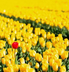 top franchise advisor joel libava the franchise king