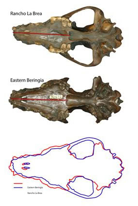 Pleistocene wolf skulls from Rancho La Brea (in present day L.A.), California (above) and Fairbanks (middle). Though the skulls are the same length, their shape is different—the wolf skull from Alaska is wider, suggesting those wolves had greater biting power.    Photo Credit: Blaire Van Valkenburgh, University of California, Los Angeles 