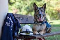 search and rescue dog sitting on bench