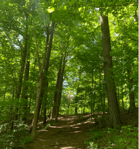 Mississauga reopens select park amenities, most leash-frees and parking lots