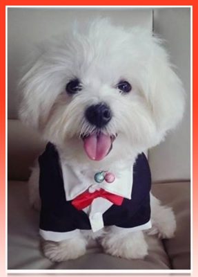 disfraz para bichon maltes
