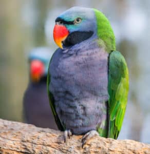 Are There Pet Bird Clubs in Wake Forest Nc