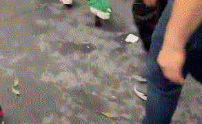 VIDEO// Ganso con camiseta de México roba miradas en Mundial