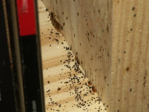 Bed bugs vs. cockroaches