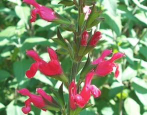 Salvia 'Follet's Folley'