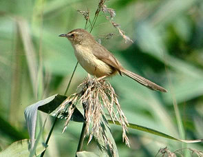 dan-perenjak-rawa-prinia-flaviventris perenjak rawa prinia flaviventris (source: kicaumania.org)