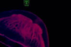 Medusozoa_Front