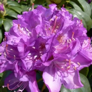 Rhododendron 'Purpureum Elegans'