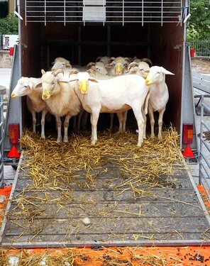 Salon de l'agriculture à Tarbes. samedi, le rendez vous des familles