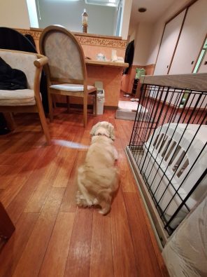 わんこじかん | 愛犬と自由気ままに過ごす旅　伊豆高原わんわんパラダイス・コンドミニアム（1日目）