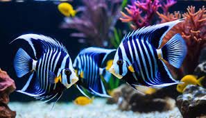 angel fish
