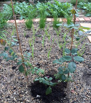 クラウンプリンセスマルガリータ地植え