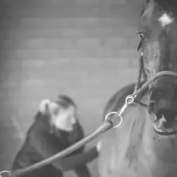 Marieke verzorgd paard