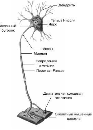 Разница между БАС и БДН 2 Двигательный Нейрон