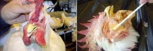 How to Treat Avian Cholera