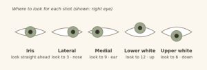 Eye direction image