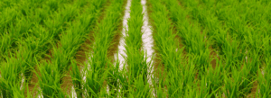 cultivo de arroz (1)