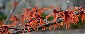 Read more about the article Savoring the Winter Garden