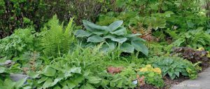 Read more about the article 5 REASONS TO GARDEN PUBLIC LAND