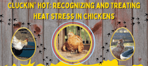 How to Treat Heat Stress in Birds