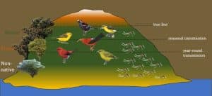 How to Prevent Avian Malaria