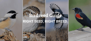 Is Bird Seed Good for Birds