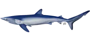 blue-shark-prionace-glauca Blue Shark - Prionace Glauca