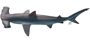 Hammerhead Shark - Sphyrna Zygaena Hammerhead Shark - Sphyrna Zygaena